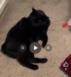 Lost Male Cat last seen Near idewild rd, Matthews, NC 28105