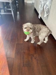 Reunited Male Dog last seen Oak valley Dr, Lincoln, CA 95648
