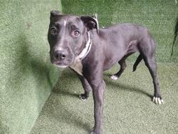 Shelter Stray Female Dog last seen , 5210 W Ave I, Lancaster, CA 93536, USA
