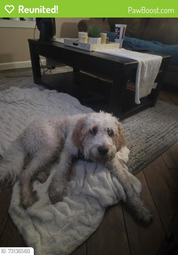 Reunited Male Dog last seen 79th Ave and Thunderbird rd, Peoria, AZ 85381