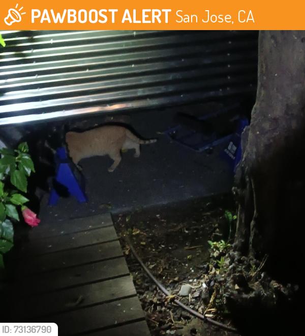 Found/Stray Unknown Cat last seen Bascom/thorton ave, San Jose, CA 95128