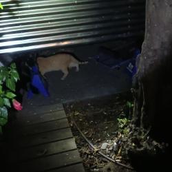 Found/Stray Unknown Cat last seen Bascom/thorton ave, San Jose, CA 95128
