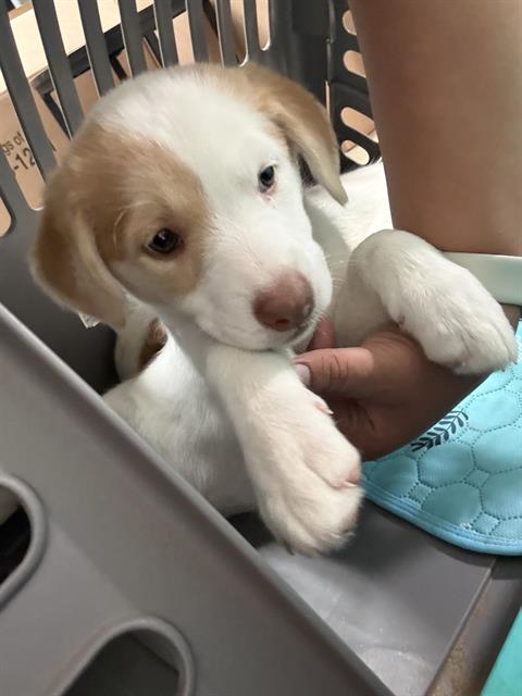 Shelter Stray Female Dog last seen Near BLOCK FRUITVALE AVE, BAKERSFIELD CA 93308, 3951 Fruitvale Ave, Bakersfield, CA 93308, USA