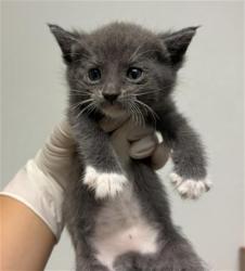 Shelter Stray Female Cat last seen Near BLOCK STINE RD, BAKERSFIELD CA 93313, 3951 Fruitvale Ave, Bakersfield, CA 93308, USA