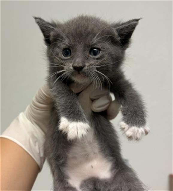 Shelter Stray Female Cat last seen Near BLOCK STINE RD, BAKERSFIELD CA 93313, 3951 Fruitvale Ave, Bakersfield, CA 93308, USA