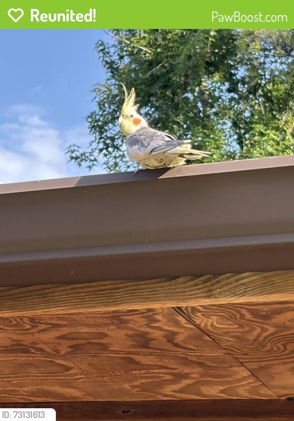 Reunited Unknown Bird last seen Oak Ridge North, Oak Ridge North, TX 77385