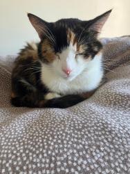 Reunited Female Cat last seen Last seen on Drumlin View, Dromore., Armagh City, Banbridge and Craigavon, Northern Ireland BT25 1TS