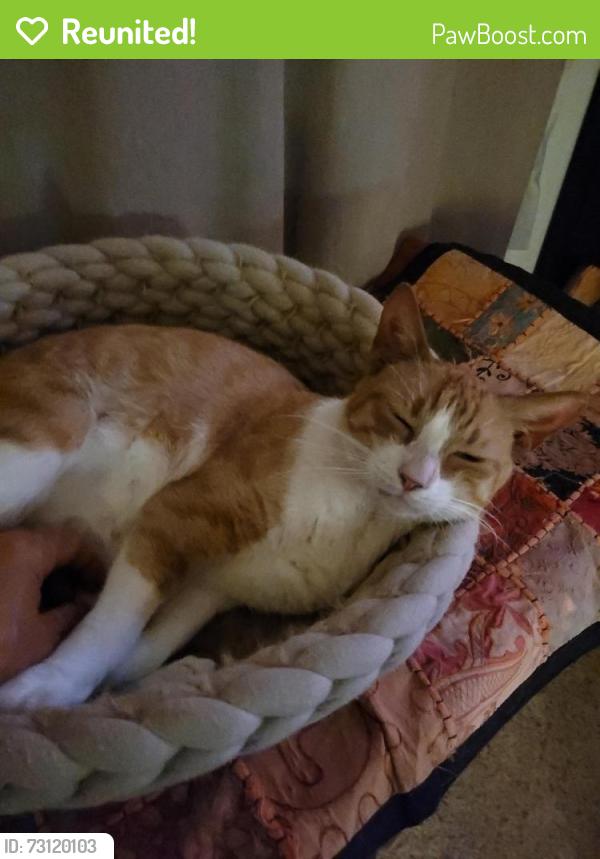 Reunited Male Cat last seen kuahea pl, Honolulu, HI 96816