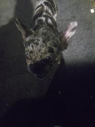 Found/Stray Male Dog last seen A st, Oakland, CA 94603