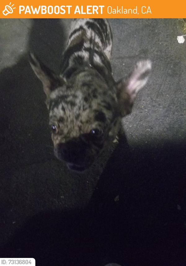 Found/Stray Male Dog last seen A st, Oakland, CA 94603