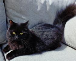 Lost Male Cat last seen Near the junction for Cemetery Road and Dunstable Road, Houghton Regis, England 