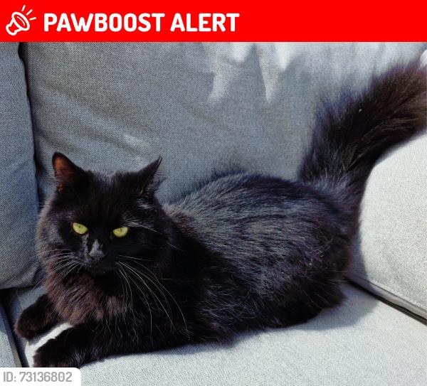 Lost Male Cat last seen Near the junction for Cemetery Road and Dunstable Road, Houghton Regis, England 