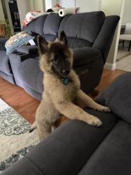 Lost Female Dog last seen Allencrest drive, White Settlement, TX 76108