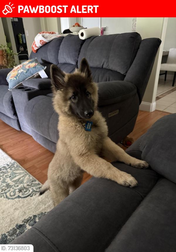 Lost Female Dog last seen Allencrest drive, White Settlement, TX 76108
