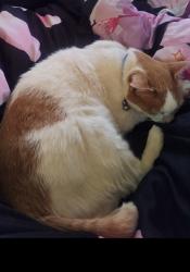 Lost Male Cat last seen Providence church hall, Dacre, England 