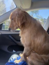 Lost Male Dog last seen Mill Creek parkway, Visalia, CA 93292