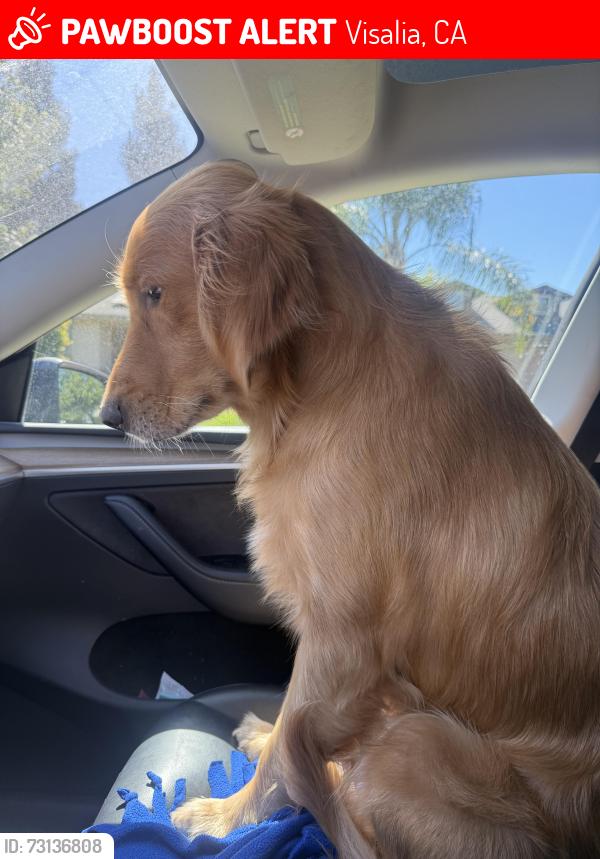 Lost Male Dog last seen Mill Creek parkway, Visalia, CA 93292