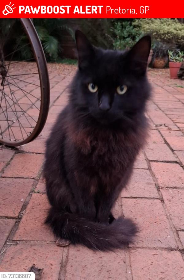 Lost Male Cat last seen Missing a month after moving from Muckleneuk to Capital Park, Pretoria, GP 