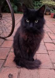 Lost Male Cat last seen Missing a month after moving from Muckleneuk to Capital Park, Pretoria, GP 