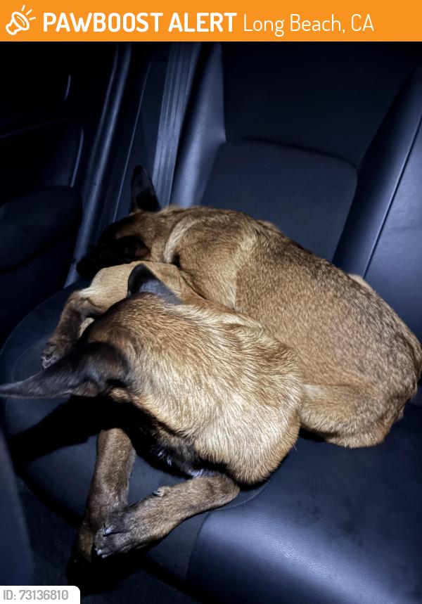 Found/Stray Unknown Dog last seen Pickleball courts, Long Beach, CA 90805