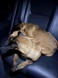 Found/Stray Unknown Dog last seen Pickleball courts, Long Beach, CA 90805