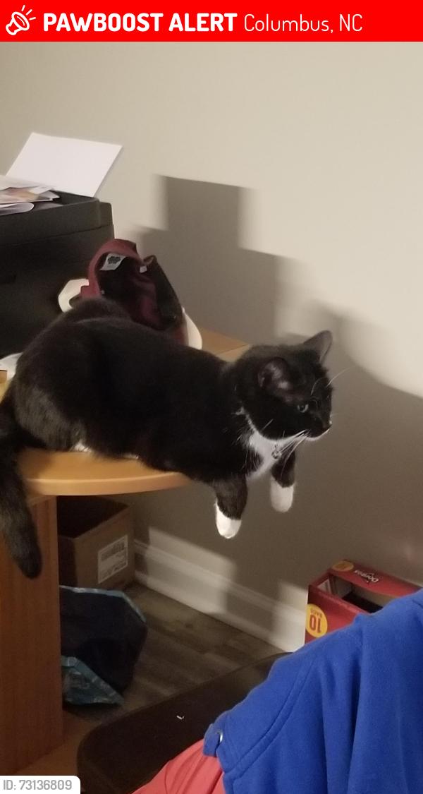 Found/Stray Female Cat last seen Jasmine Apartments near the Miliken Plant and the law enforcement complex, Columbus, NC 28722