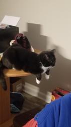 Found/Stray Female Cat last seen Jasmine Apartments near the Miliken Plant and the law enforcement complex, Columbus, NC 28722