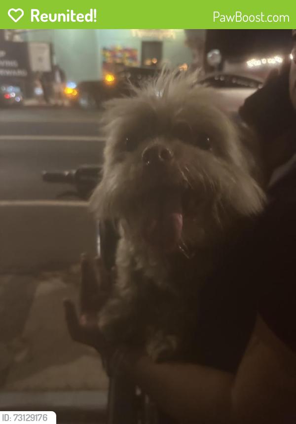 Reunited Unknown Dog last seen Running down Abbot Kinney next to Roosterfish, Los Angeles, CA 90291