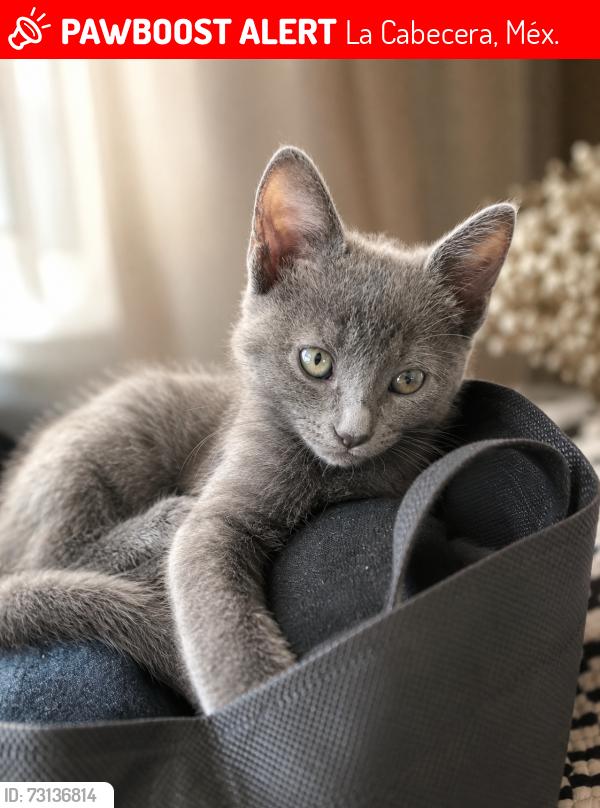 Lost Male Cat last seen Almoloya de Juárez, La Cabecera, Méx. 50904