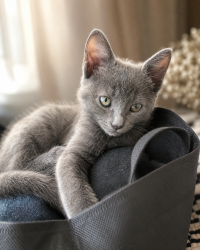 Lost Male Cat last seen Almoloya de Juárez, La Cabecera, Méx. 50904