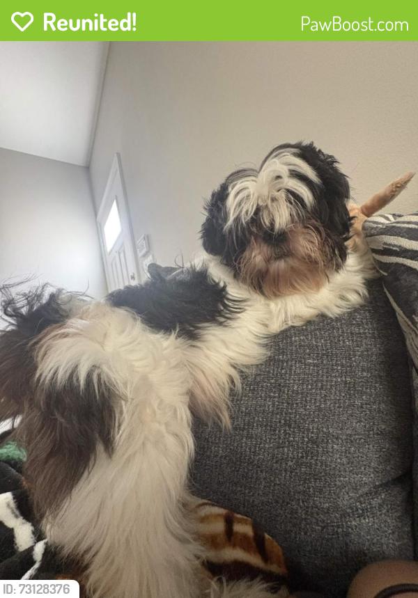 Reunited Male Dog last seen Near Walnut Ave apt 3, McAllen, TX 78501, USA, McAllen, TX 78501