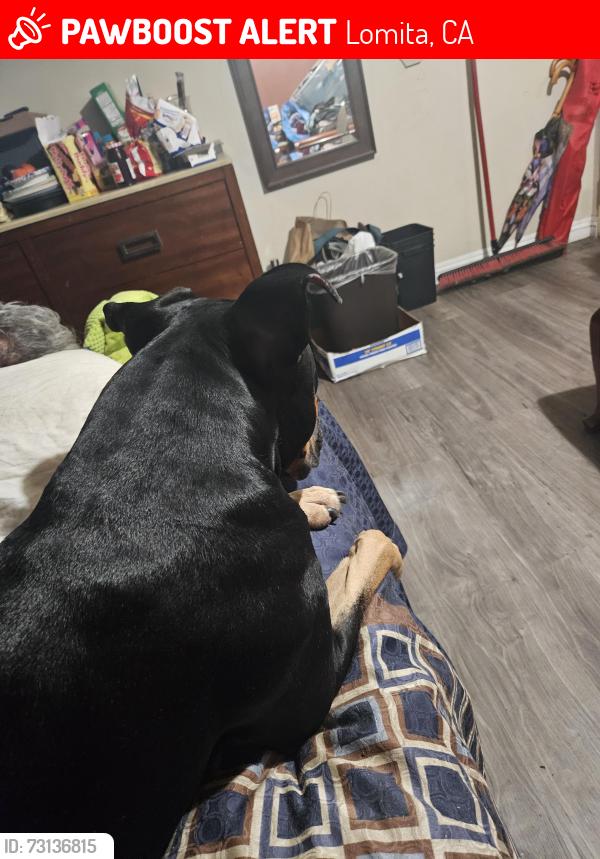 Lost Male Dog last seen PCH & 254th, Lomita, CA 90717