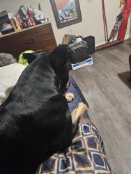 Lost Male Dog last seen PCH & 254th, Lomita, CA 90717