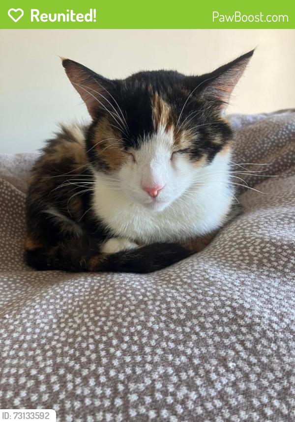 Reunited Female Cat last seen Last seen on Drumlin View, Dromore., Armagh City, Banbridge and Craigavon, Northern Ireland BT25 1TS