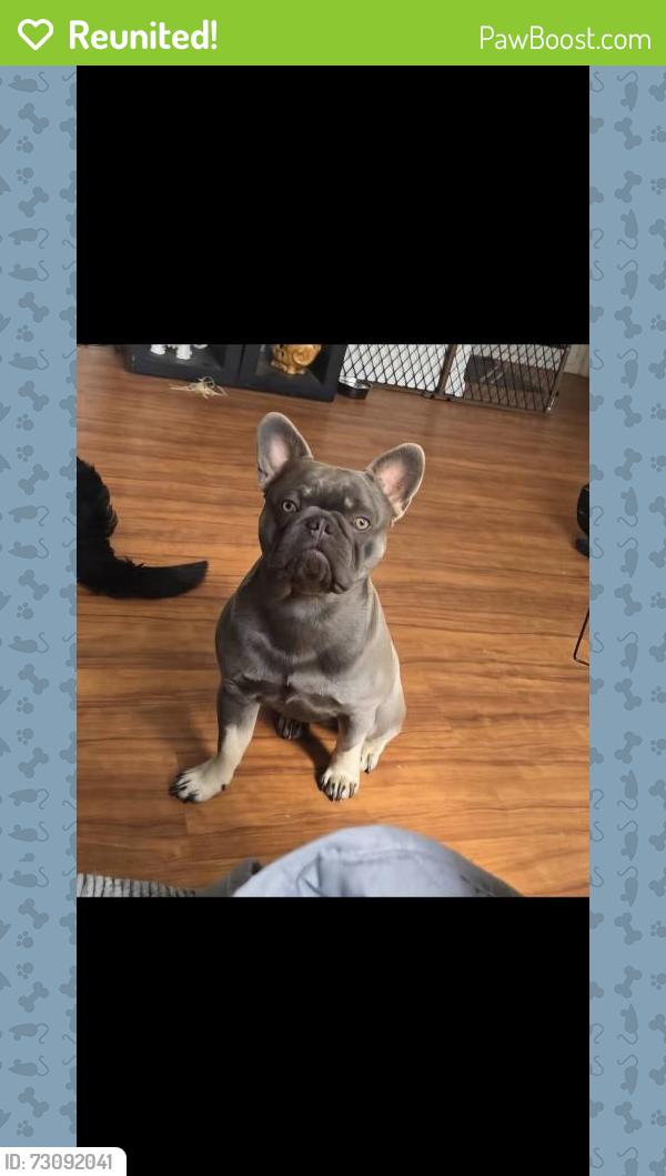 Reunited Male Dog last seen Speedway/silverbell grande ave/stmarys, Tucson, AZ 85745