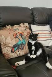 Reunited Female Cat last seen Harvest Mouse, Heswall, England CH60 5SR