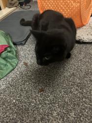 Reunited Male Cat last seen Library, Springfield Road North and Spendmore Lane, Coppull, England PR7 5BH