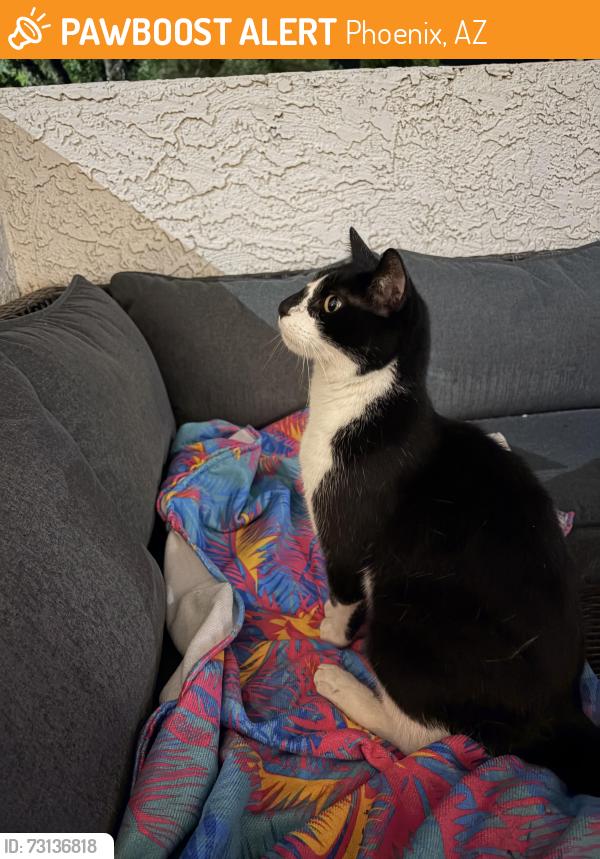 Found/Stray Unknown Cat last seen Elara at Paradise Valley apmts, Phoenix, AZ 85032
