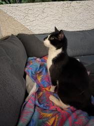 Found/Stray Unknown Cat last seen Elara at Paradise Valley apmts, Phoenix, AZ 85032