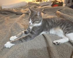 Reunited Male Cat last seen Sunvale Drive and Sundown Way, Calgary, AB 