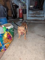 Found/Stray Male Dog last seen E 4th Street / Merrick, Los Angeles, CA 90013