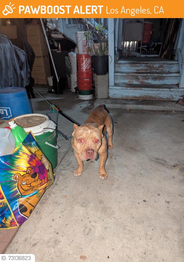 Found/Stray Male Dog last seen E 4th Street / Merrick, Los Angeles, CA 90013