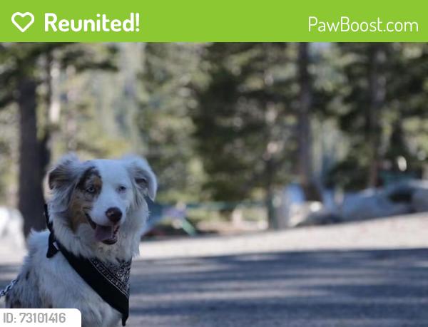 Reunited Female Dog last seen Mt Vernon, San Bernardino, CA 92411