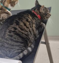 Lost Male Cat last seen Higham Hill, Greater London, England E17 6BW