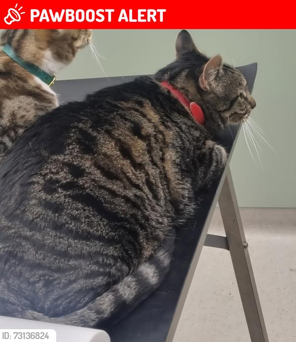 Lost Male Cat last seen Higham Hill, Greater London, England E17 6BW
