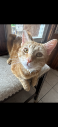 Reunited Male Cat last seen Hamilton and Grafton street, Worcester, MA 01604