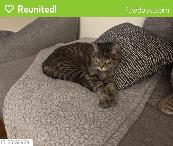 Reunited Female Cat last seen Riverside & Camellia, Los Angeles, CA 91602