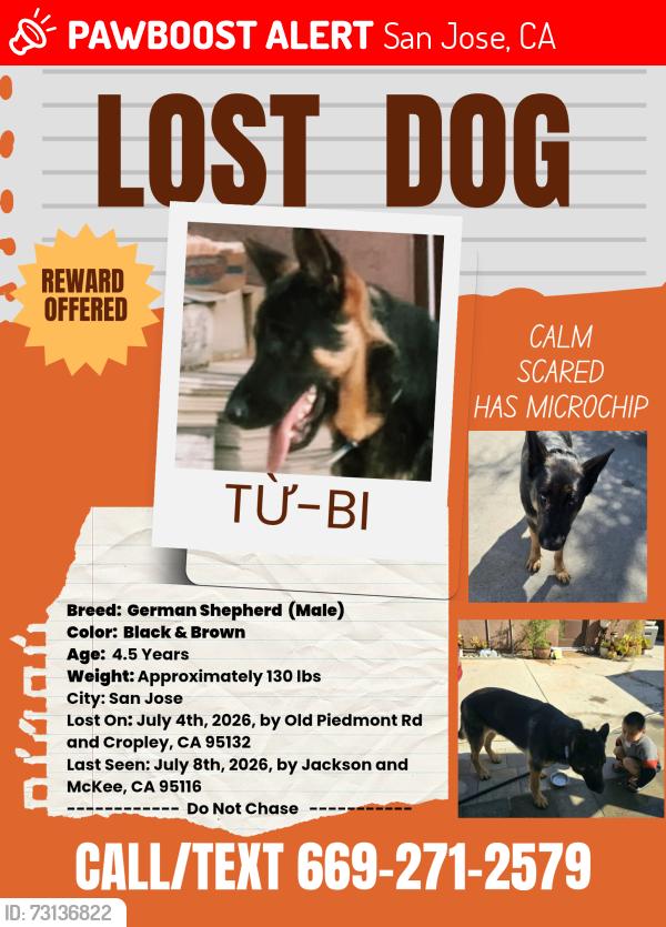 Lost Male Dog last seen Jackson at McKee (San Jose), San Jose, CA 95132