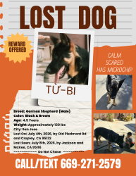 Lost Male Dog last seen Jackson at McKee (San Jose), San Jose, CA 95132