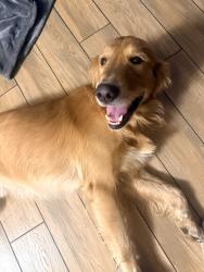 Found/Stray Male Dog last seen Mill creek park, Visalia, CA 93292